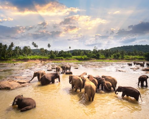 Big Asian elephants relaxing and bathing in the river under sunset sky. Amazing animals in wild nature of Sri Lanka